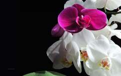 címlapfotó trópusi virág orchidea