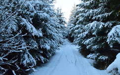 út tél örökzöld fenyő erdő