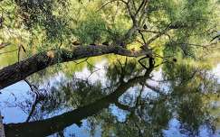fa vizimadár kacsa tükröződés
