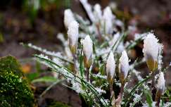 bimbó vadvirág címlapfotó krókusz tél