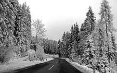 fenyő örökzöld út erdő címlapfotó tél
