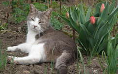 tulipán tavasz címlapfotó macska
