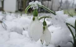vadvirág tavaszi virág hóvirág tél