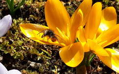 vadvirág tavaszi virág rovar krókusz méh