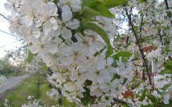 Virágzó gyümölcs fa. Fotó Csonki