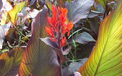 Trópusi virág. Fotó Csonki