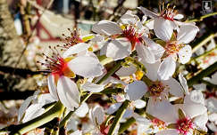 mandulafa virág