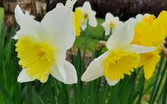 tavaszi virág nárcisz címlapfotó