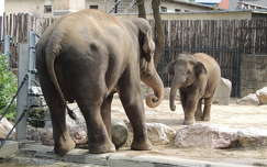 elefánt állatkölyök címlapfotó