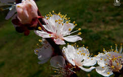 barackfa virága