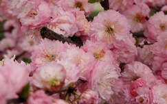 babarózsa tavaszi virág