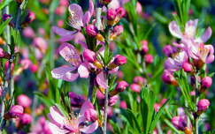 Angelonia