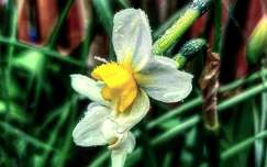 vízcsepp tavaszi virág nárcisz