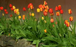 Tulipán, kerti virág, tavasz