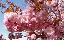Japán cseresznye virágzás