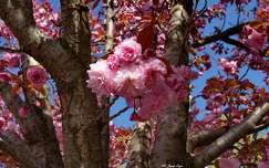 tavasz japán cseresznye
