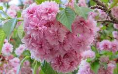 japán cseresznye címlapfotó tavasz virágzó fa
