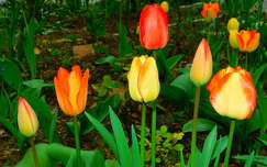 Tavasz, tulipán, kert