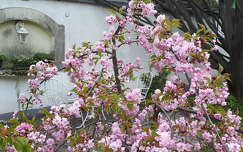 tavasz japán cseresznye