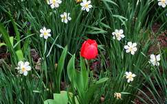 tulipán tavaszi virág nárcisz