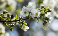 tavasz gyümölcsfavirág címlapfotó