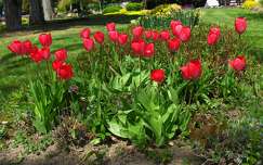 Park, tulipánok, Balatonfüred,