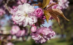 tavasz japán cseresznye virágzó fa