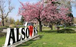 balaton alsóörs tavasz magyarország virágzó fa