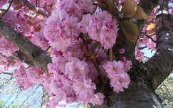 Japán cseresznyefa virág