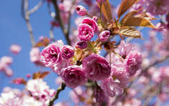 tavasz japán cseresznye virágzó fa