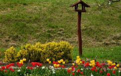 Csopak, park, tavasz, tulipán, madáretető