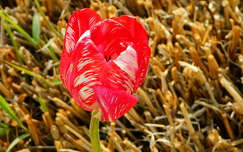 Magányos tulipán, tavaszi virág