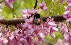 Tavaszi virágzó fa: Kanadai júdásfa
Dongó (poszméh)