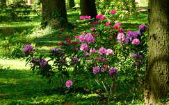Virágzik a rododendron a Kámoni Arborétum és Ökoturisztikai Központban - Szombathely