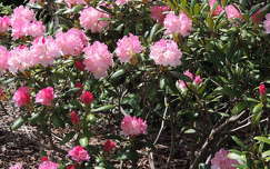 Rhododendron