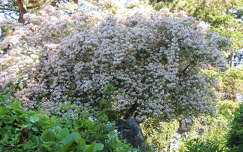 Margitsziget