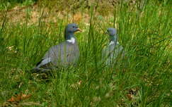 Turbékoló galambok
