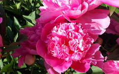 pünkösdi rózsa tavaszi virág