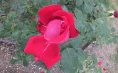 Rózsa.  Fotó Csonki