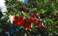 gyümölcs cseresznye