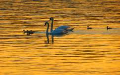 tó vizimadár állatkölyök naplemente címlapfotó madárfióka hattyú balaton