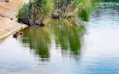 folyó vizimadár kacsa