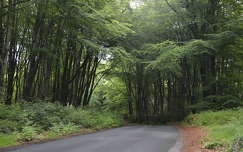 írország út címlapfotó erdő