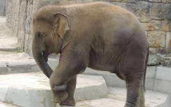 Elefántkölyök a budapesti Állatkertben