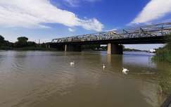 folyó hattyú vizimadár híd