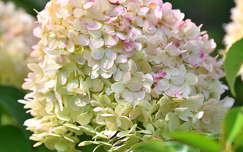 Hortenzia