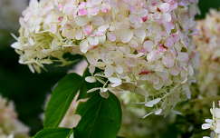 Hortenzia