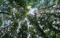 erdő, lombkorona