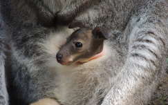 Bennett kenguru bébi az erszényben