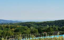 Balaton látkép fiatal szőlő tőkékkel